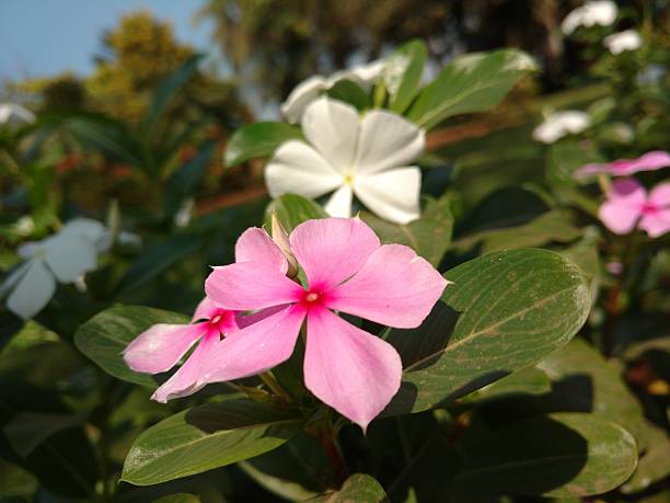 istock strawberry vanilla flowers by the roadside 507582800
