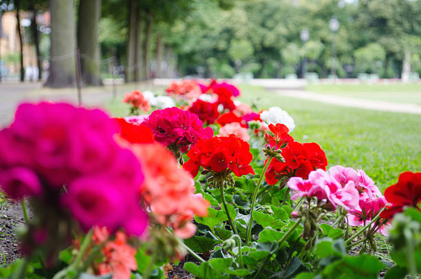 Spring street garden flowers.