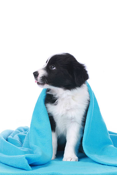 istock Cute border collie puppy sitting under a blue blanket 507582858