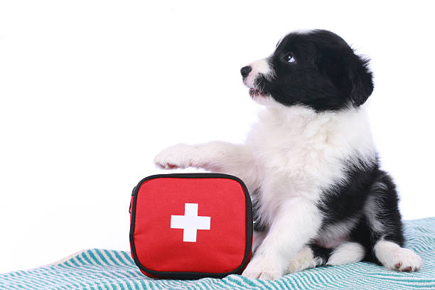 istock Cute border collie puppy with an emergency kit 507582940