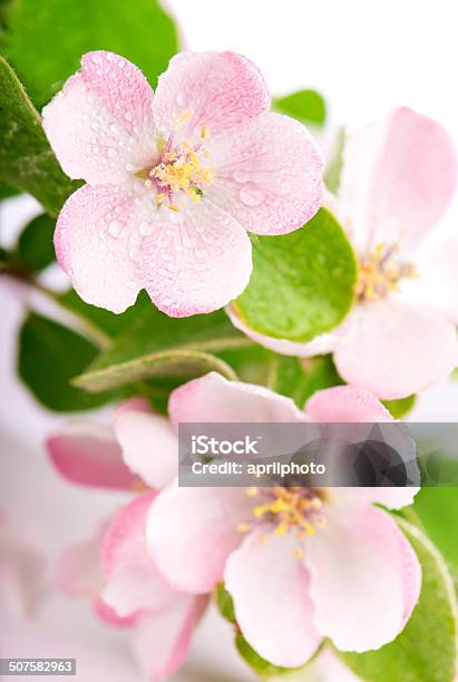 Apple Tree Blossoms Stock Photo - Download Image Now - Botany, Branch - Plant Part, Close-up