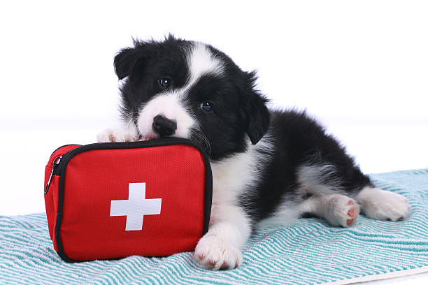 Cute border collie puppy with an emergency kit Cute border collie puppy with an emergency kit isolated first aid stock pictures, royalty-free photos & images