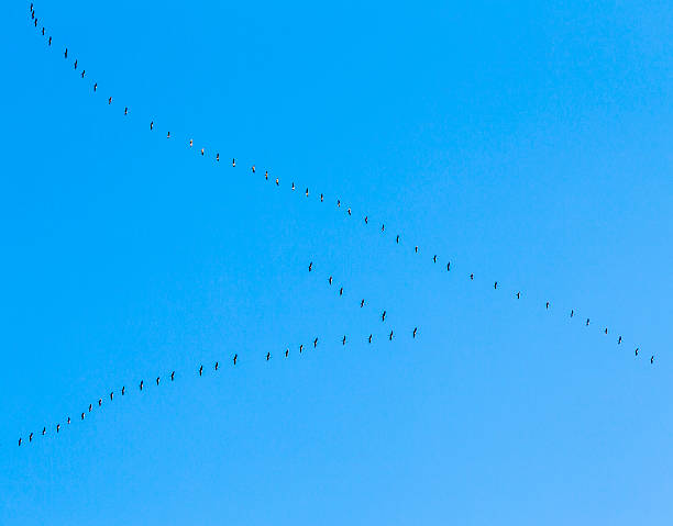 istock migrant birds on their way to warmer areas 507583173