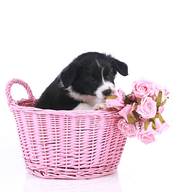 istock Cute border collie puppy in a basket 507583298