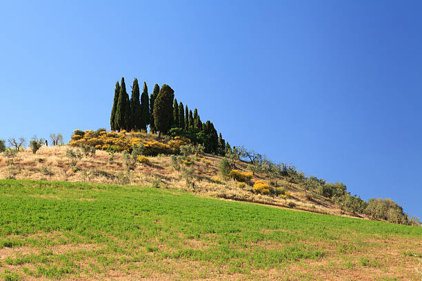 cypress árvores em val d'orcia, toscana, itália. - val tuscany cypress tree italy imagens e fotografias de stock