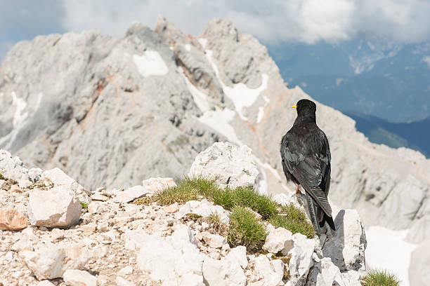 istock Alpine chough sitting on a rock 507584397