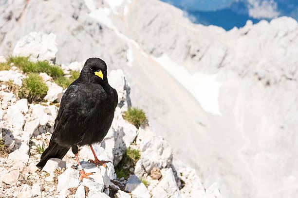 istock Alpine chough sitting on a rock 507584401