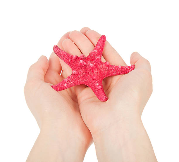 istock Beautiful starfish in the palms 507616055