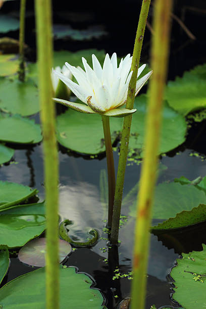 istock White lotus flower in the nature. 507616397