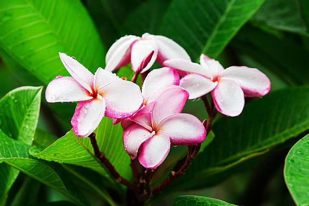 istock Plumeria flowers 507616465