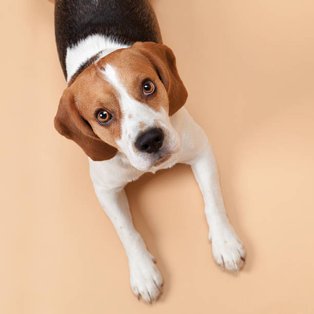 beagle isoliert auf beige hintergrund - obedience pets loneliness looking at camera stock-fotos und bilder