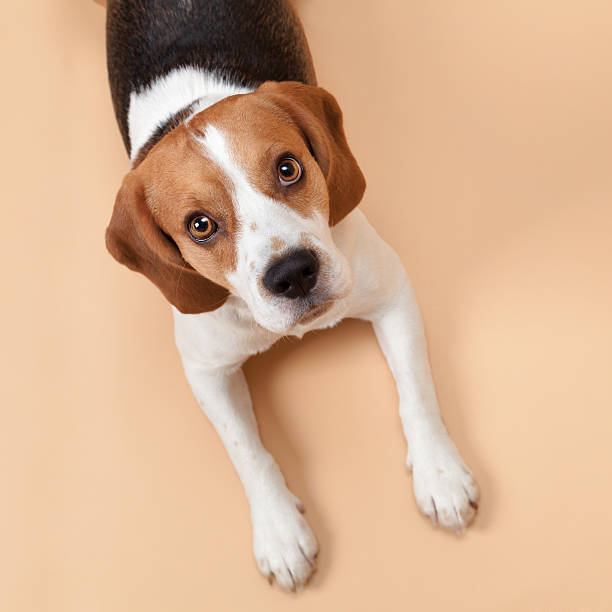 beagle isolado em fundo bege - dog puppy lying down looking at camera imagens e fotografias de stock