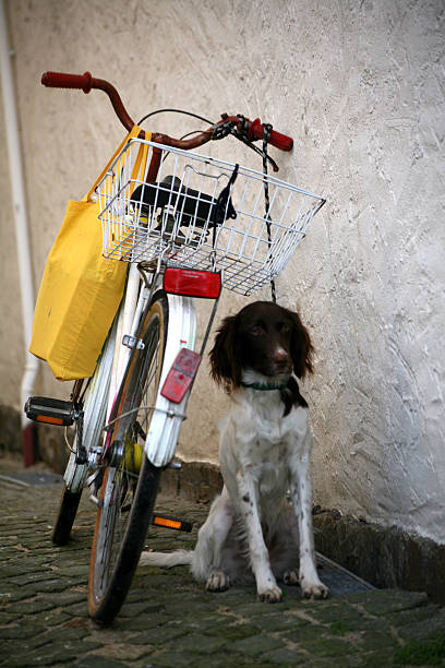 Dog waiting on a bicycle
