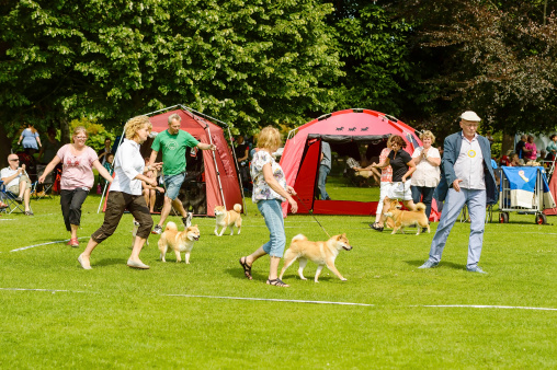 Ronneby, Sweden - July 05, 2014: Blekinge Kennelklubb international dog show. Shiba dogs in the ring with handlers and judge.