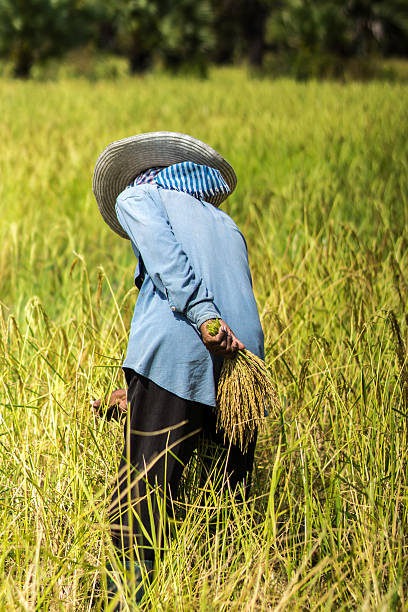 istock Farmers are harvesting rice 507616971