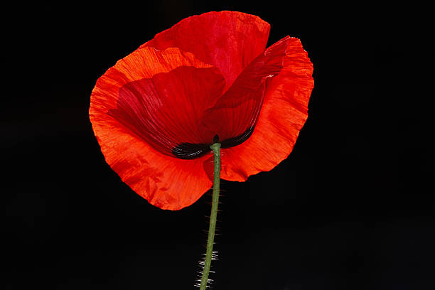 istock Red poppy flower 507617391