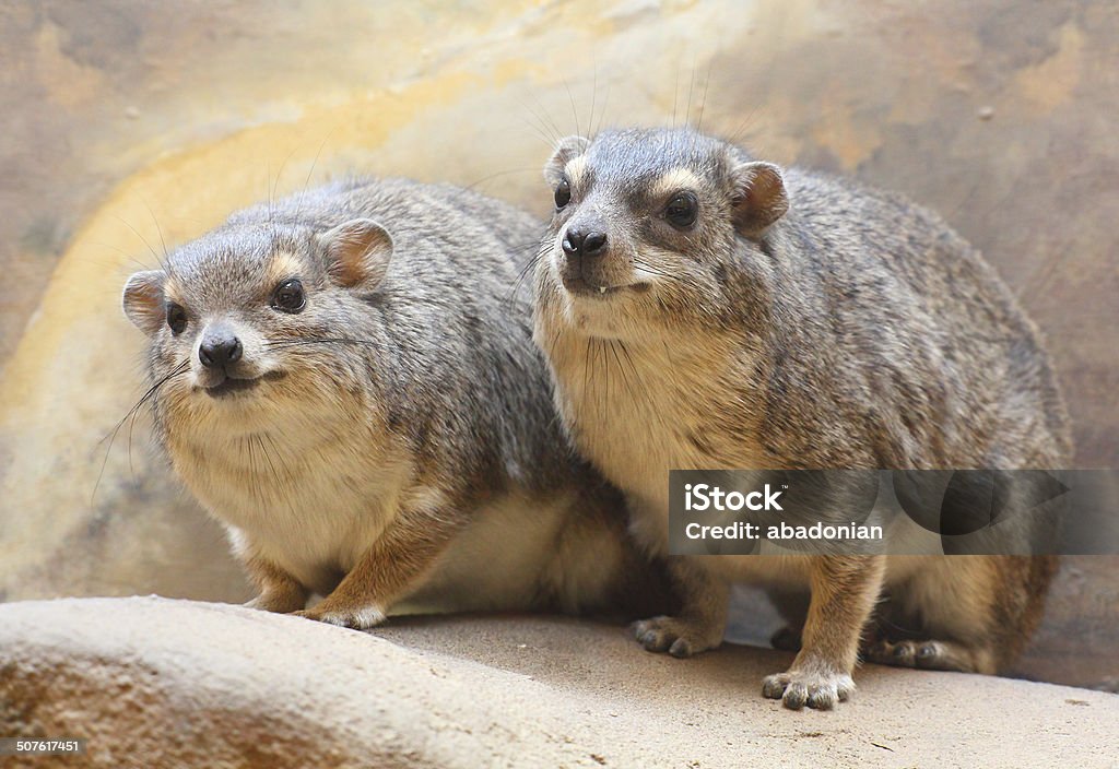 The Rock Hyrax (Procavia capensis). Funny animals portrait of The Rock Hyrax (Procavia capensis). It is a medium-sized african mammal. Africa Stock Photo