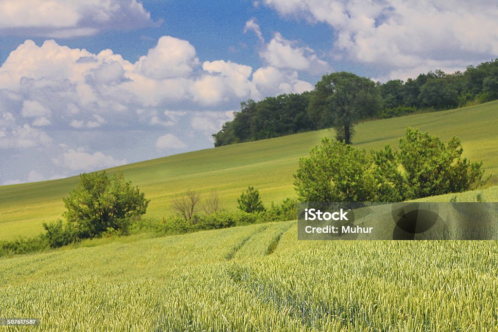 Summer Landscape golden summer wheat landscape, corn farming field, sunny blue sky with light clouds. Iowa Stock Photo