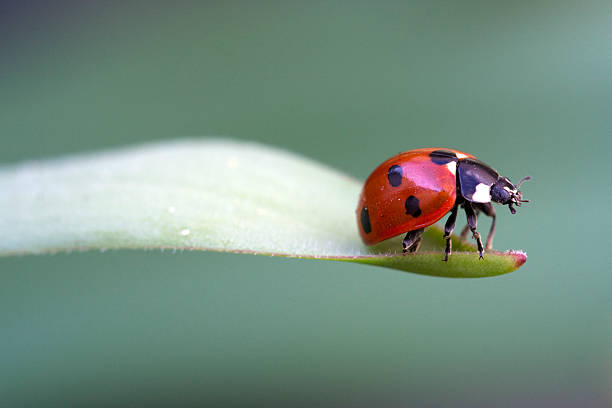 istock Coccinella 7-punctata (Seven-spot ladybird) 507617933
