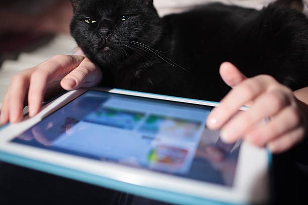 istock Woman using pad with cat on the lap 507618033