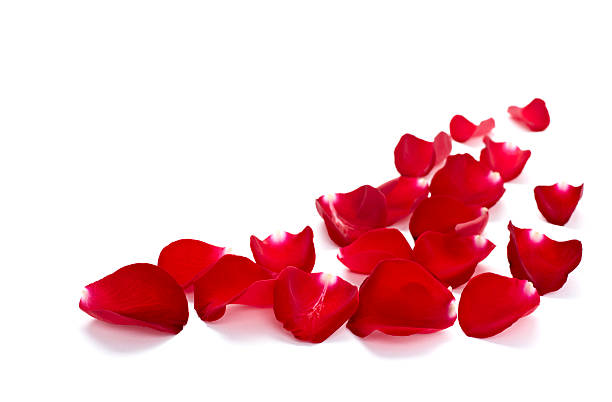 istock petals rose flower nature love 507618149