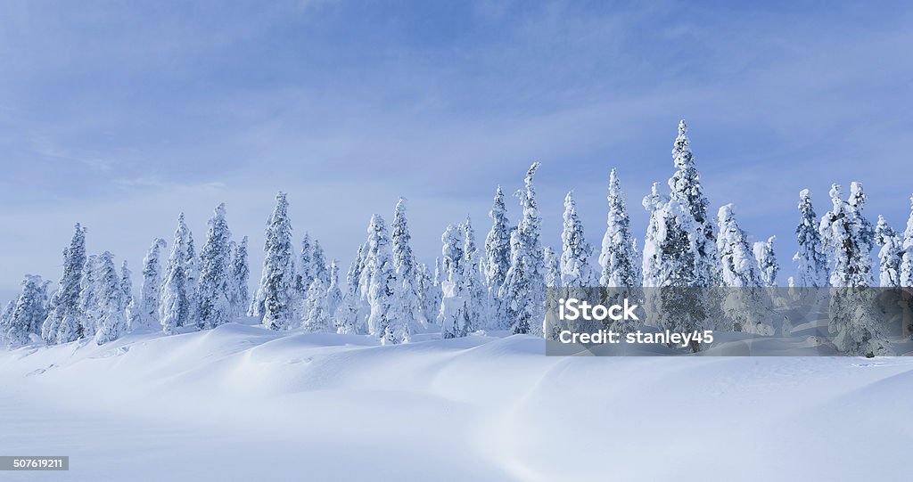 Remote Extreme Winter Landscape Snow Encrusted Frozen Black Spruce Forest in Arctic Alaska Black Spruce Stock Photo