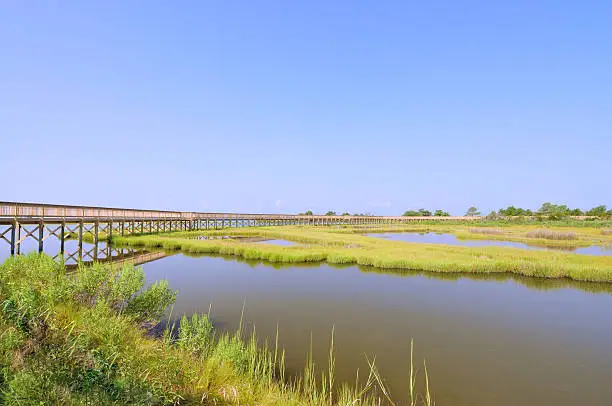 Photo of Assateague Island Life of the Marsh