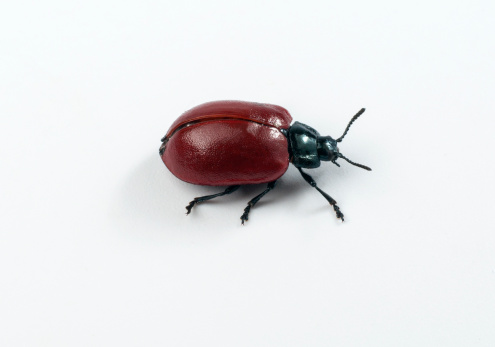 Beetle isolated. Clipping path