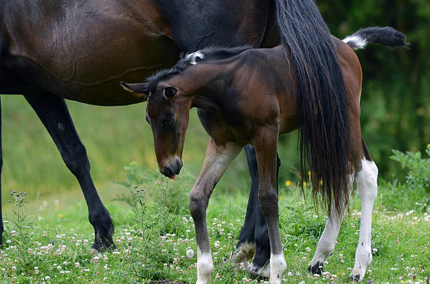 이 굉장해요 - foal child mare horse 뉴스 사진 이미지