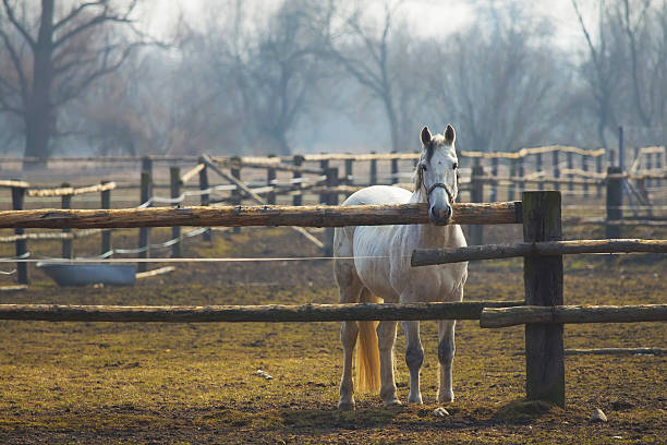 istock Alone white horse in the corral 507620327