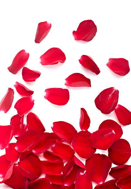 istock petals rose flower nature love 507620723