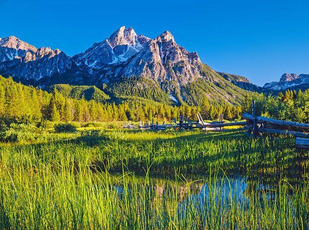 The Sawtooth Mountain Range, Stanley Idaho (P) The Sawtooth Range  sits in the distance behind a meadow, in the Sawtooth National Recreation Area of Stanley, Idaho. national forest stock pictures, royalty-free photos & images