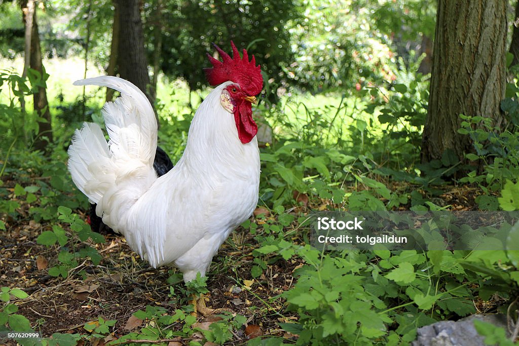 Rooster in the Meadow Agricultural Field Stock Photo