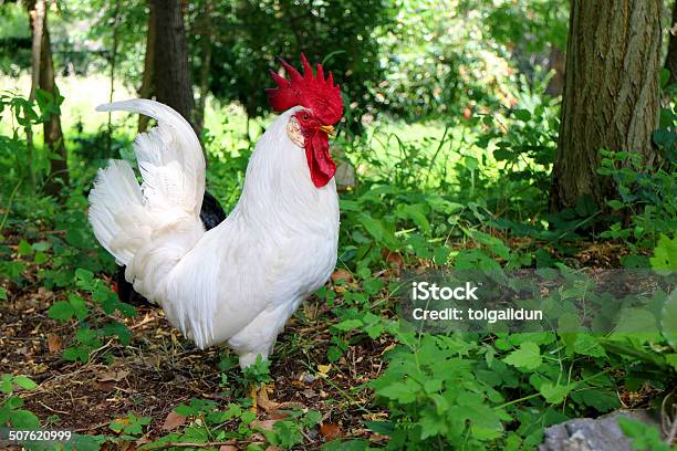 Rooster In The Meadow Stock Photo - Download Image Now - Agricultural Field, Agriculture, Animal