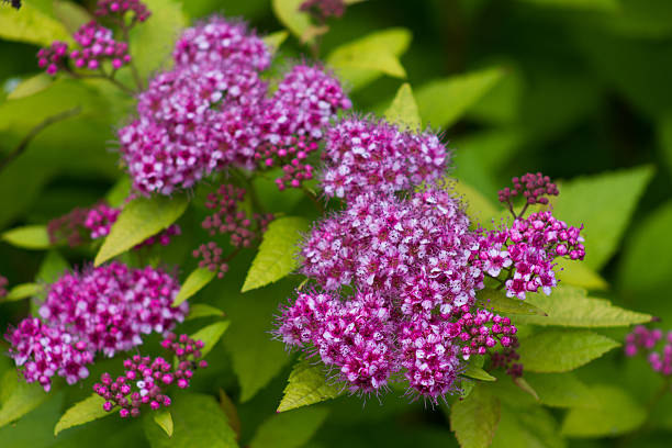 istock Spiraea japonica 507621073