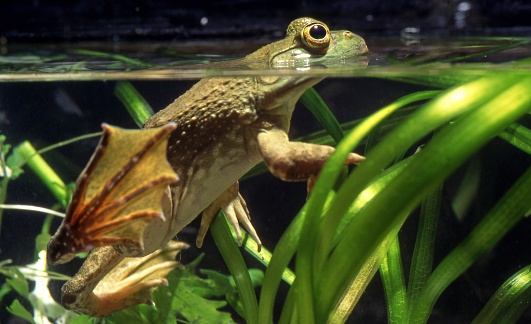 a very large frog that has a deep booming croak and is often a predator of smaller vertebrates.