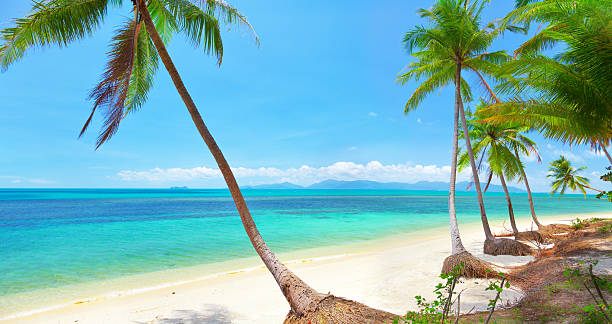 istock tropical beach with coconut palm 507621569