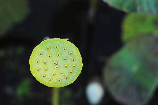 istock seed lotus in the nature 507622259