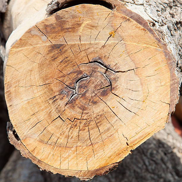 istock wood circle, cross section of tree stump 507622275