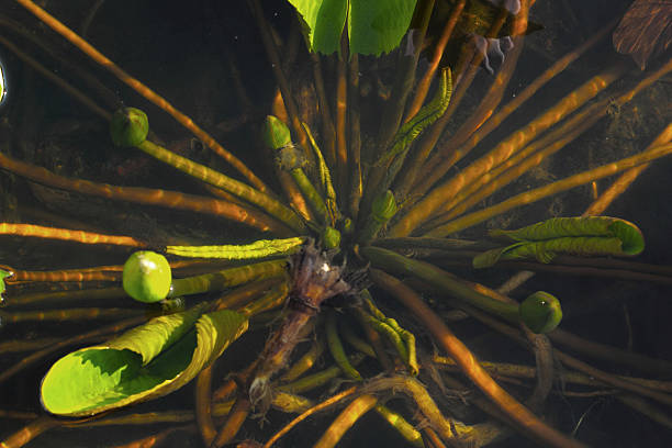 istock lotus flowers in the nature 507622359