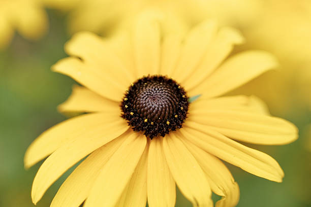 istock Rudbeckia hirta close-up (xxxl) 507622763