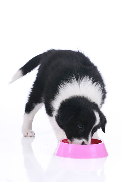 Border collie puppy eating from a dog bowl Border collie puppy eating from a dog bowl isolated border collie puppies stock pictures, royalty-free photos & images