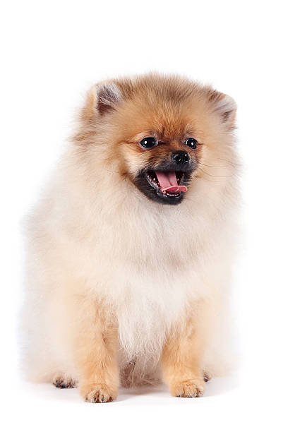 istock Puppy of a spitz-dog 507626120