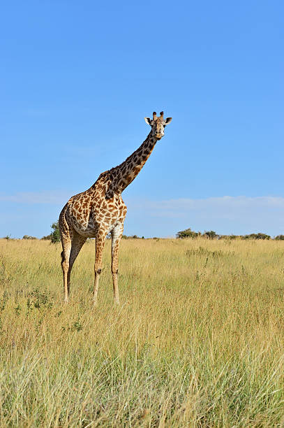 istock Giraffe in the African savannah 507626212