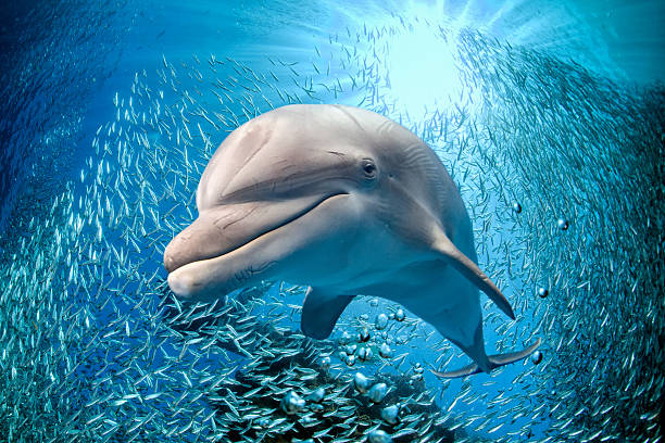 dolphin underwater on blue ocean background stock photo