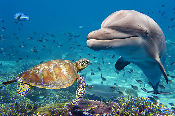 dolphin and turtle underwater on reef stock photo
