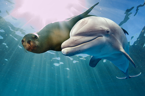 León submarino del Mar y a los delfines photo