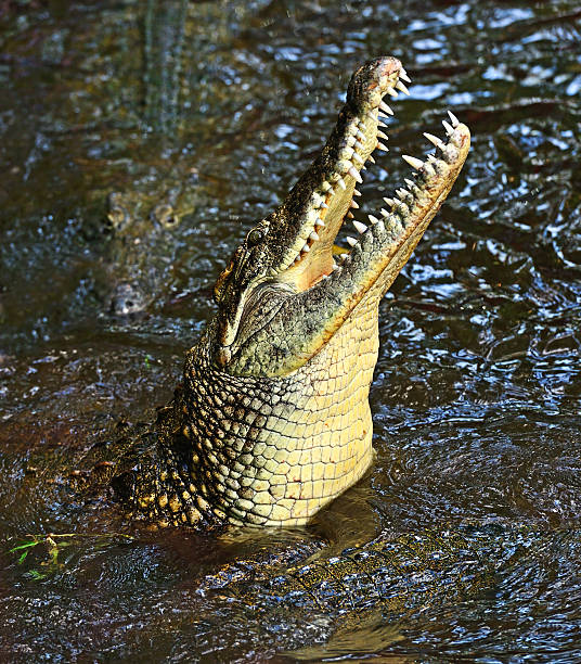istock Crocodiles Masai Mara 507626648