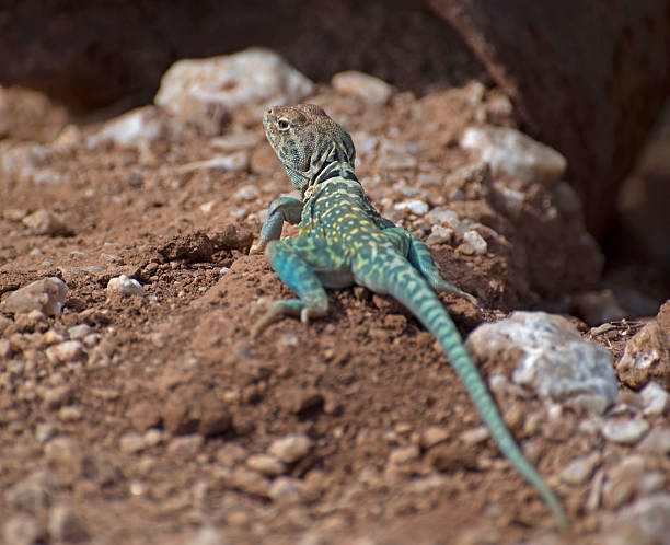 деррика материал - lizard collared lizard reptile animal стоковые фото и изображения