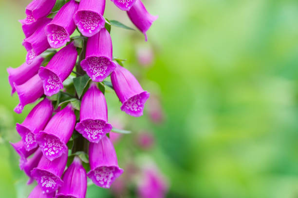 Digitalis purpurea Digitalis purpurea with soft green background and copy space. foxglove photos stock pictures, royalty-free photos & images